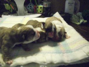 Bulldogpuppiesforsale